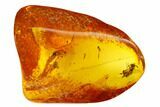Detailed Fossil Ant (Formicidae) & Fly (Diptera) in Baltic Amber #173686-1